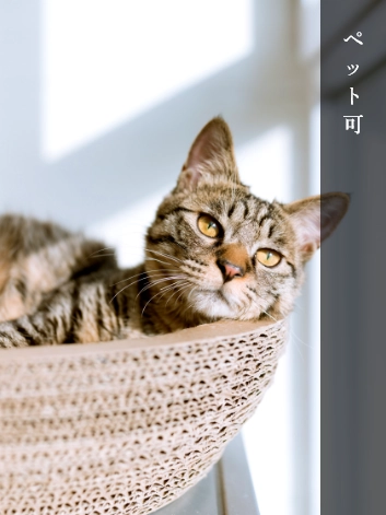 ペット可